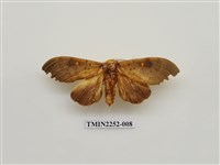 藏品(黃星凹緣天蛾)的圖片